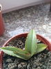 Agava Titanoa longifolia