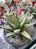 Agava victoria reginae variegata