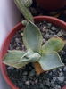 Agava potatorum tredewind