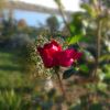IMAG0939