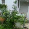 Ghislaine si Alba