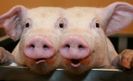 siamese-pigs (un trucaj, evident!...)