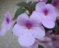 Peach Blossom