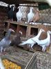 Photo0066