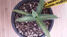 Vandut Agave Kissho Khan Mediopicta 80