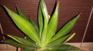 Agave mitis v. albidior ( celsii v. albicans )