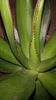 Agave mitis var albidior