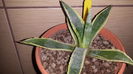 Agave cordillerensis marginata