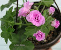 Lilac-Rose- gasita
