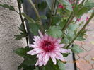 aceeasi