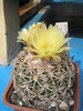 Coryphantha retusa - 26.09