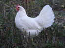 Leghorn