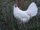 Leghorn