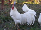 Leghorn