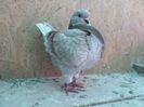 SAM_4753