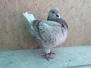 SAM_4756