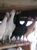 Photo0069