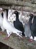 Photo0071