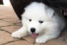 Samoyed