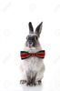 12692332-Rabbit-Christmas-dress-Stock-Photo-bunny