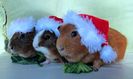 guinea_pigs_in_christmas_hats_by_alwaysislifetime-d5ntyga