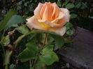 IMGP0095