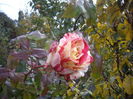 IMGP0105