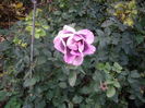 IMGP0107