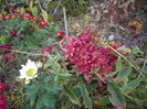 IMGP0109