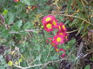 IMGP0110