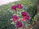 IMGP0122