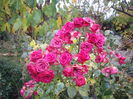 IMGP0124