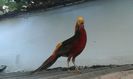 IMG-20160909-WA0003 - Copy