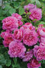 PRINCESS-ANNE-ROSES