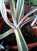 Agave ingens marginata striata