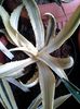 Agave ingens marginata opale