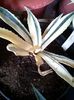 Agave ingens marginata dissymetrique