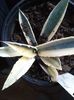 Agave cordillerensis marginata dissymetrique