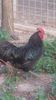 Australorp negru cocos