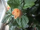 WIN_20161116_105312