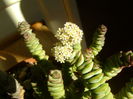 Crassula marnieriana, inflorescente