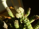 Crassula marnieriana
