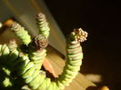 Crassula marnieriana