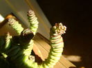 Crassula marnieriana
