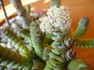 Crassula marnieriana