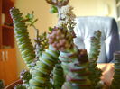 Crassula marnieriana
