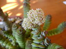 Crassula marnieriana
