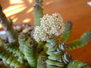Crassula marnieriana