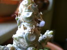 Myrmecodia beccarii, detaliu floare