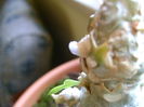 Myrmecodia beccarii, detaliu floare